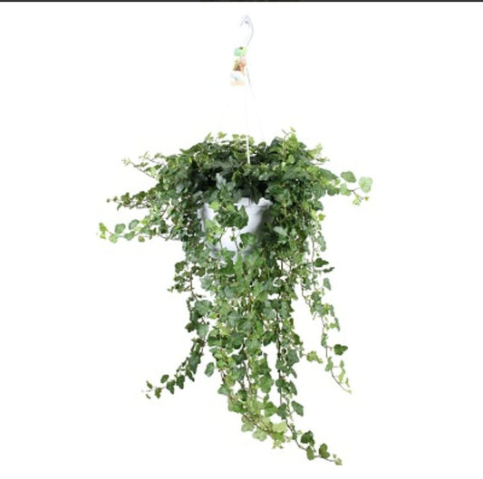 HEDERA HELIX VARIEGATED 15 cms pots