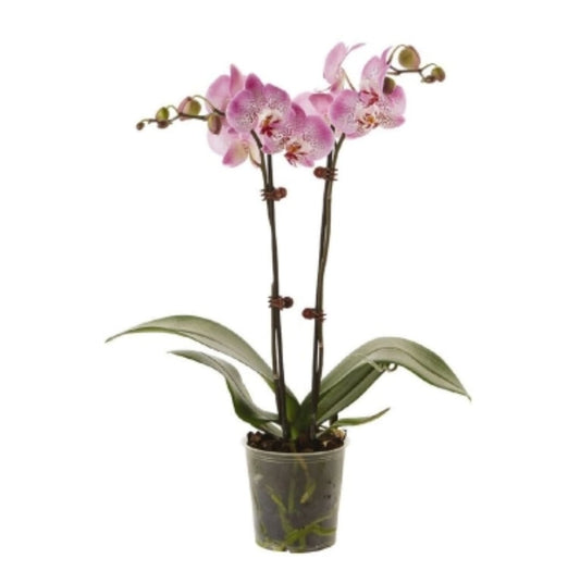 orkid 12 cms pots + 70 cms height