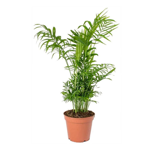 Chamaedorea Elegans 12 cms pots