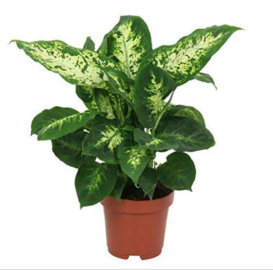 Dracaena Dieffenbachia 18 cms pots