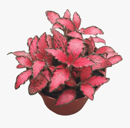 Fittonia Plant Red 8 cms pots