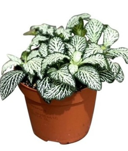 Fittonia albivenis 18 cms pots