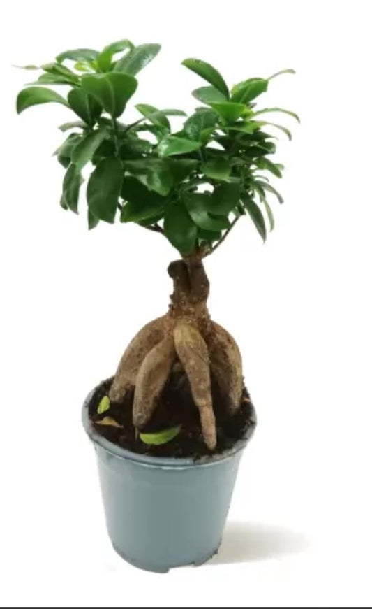 Bonsai Ficus Ginseng Plant 14 cms pots + 30 cms height