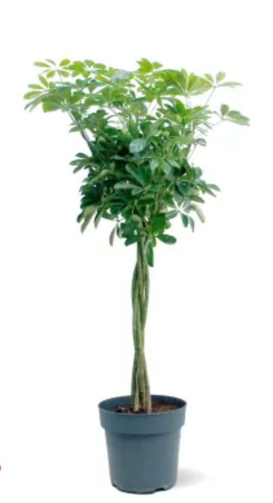 Schefflera Tree   27 cms pots + 120 cms height