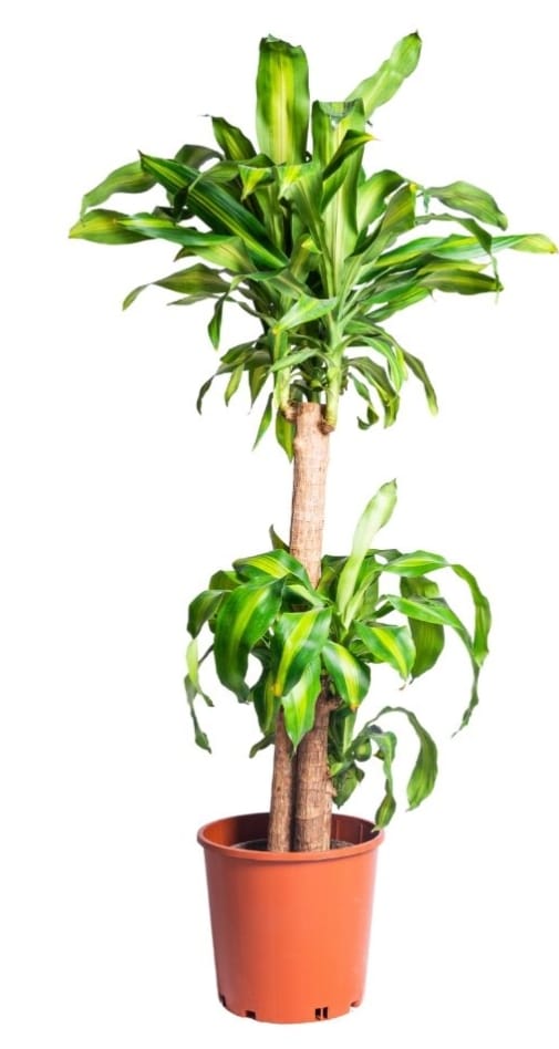 Dracaena fragrans "massangeana" 27 cms pots + 90 cms height