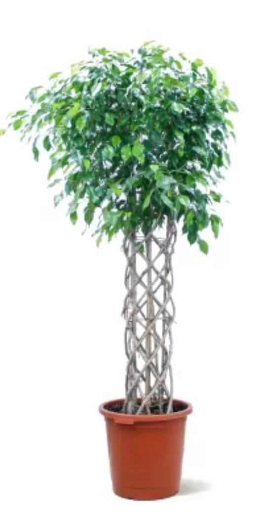 Ficus Benjamina Exotica mat 2 m (40 cms pots + 170 cms height)