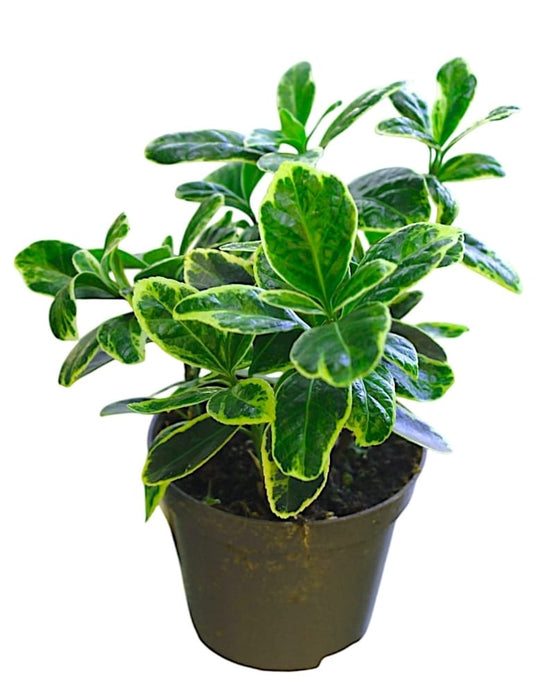 Euonymus japonicus  12 cms pots