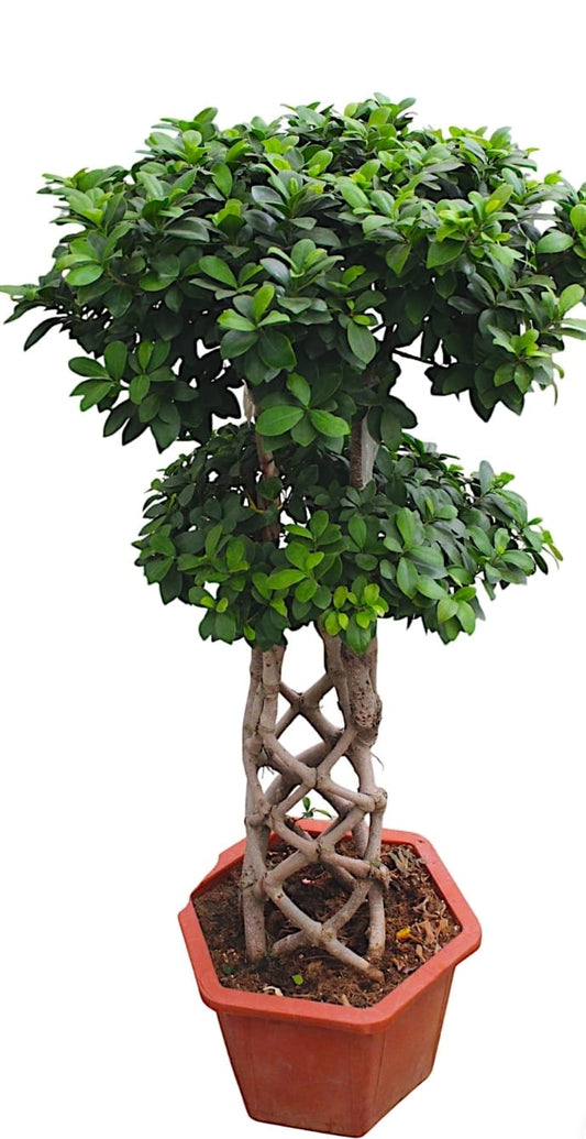 Bonsai Ficus Ginseng Plant 30 cms pots + 120 cms height (Copy)