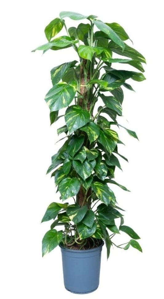 Epipremnum Aureum  30 cms pots + 150 cms height