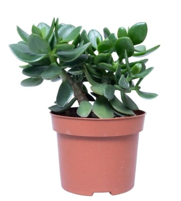Crassula Ovata “Jade Plant”  (12 cms pots )