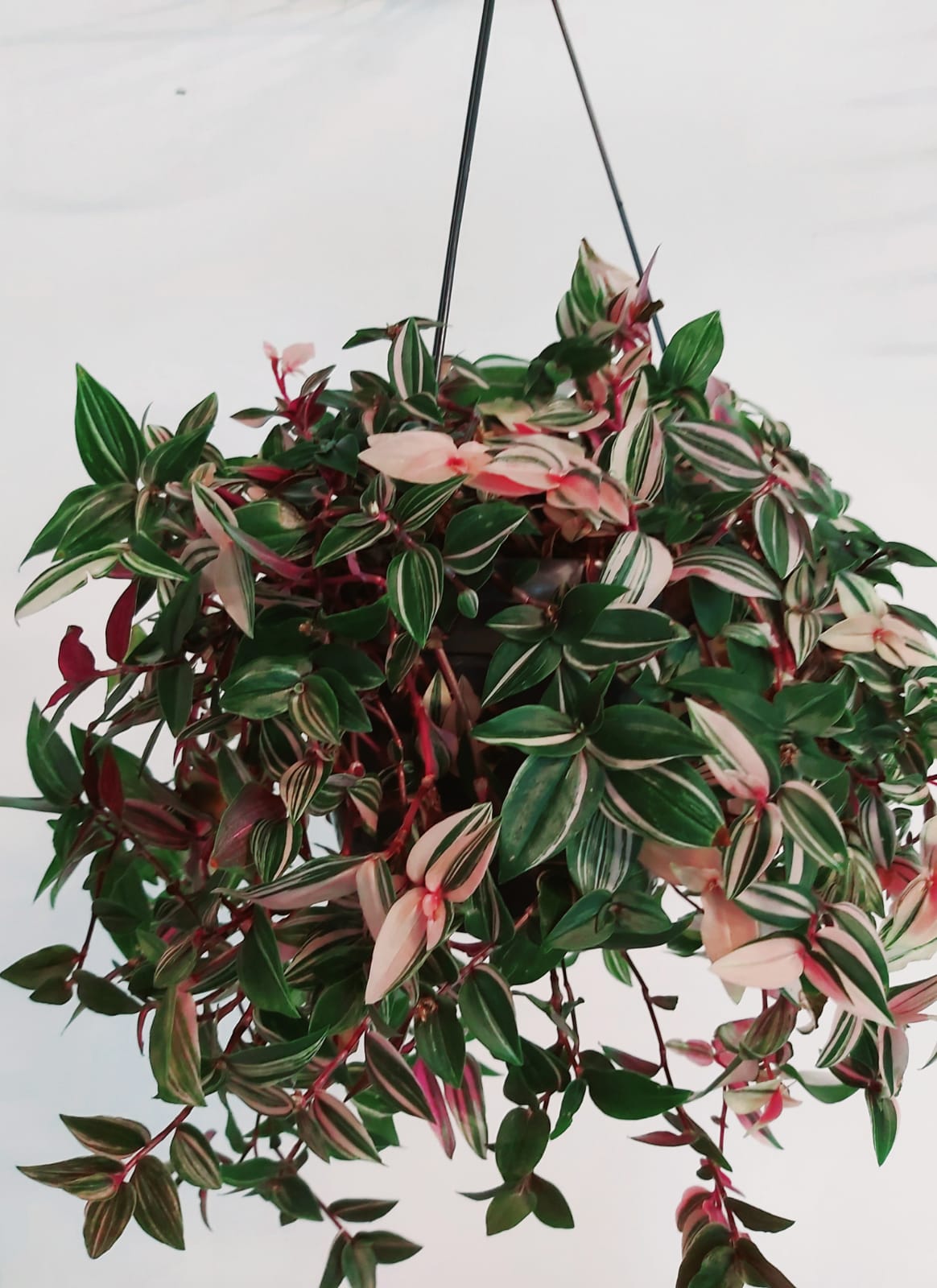 TRADESCANTIA  18 cms pots