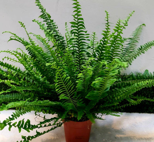 Nephrolepis Exaltata 12 cms pots