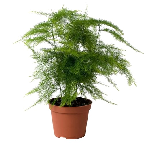 Asparagus  12 cms pots
