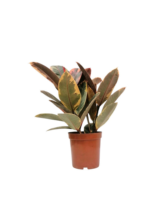 Ficus elastica 25 cms pots + 70 cms height