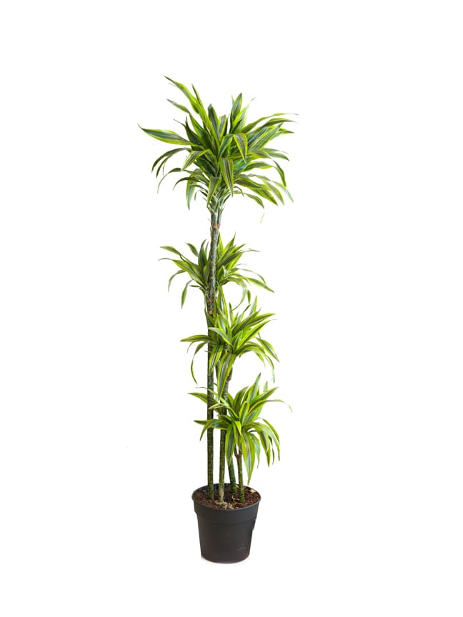 Dracaena fr. cintho 18 cms pots  + 70 cms height