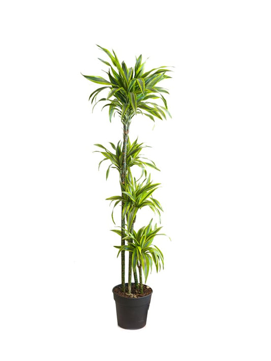 Dracaena fr. cintho 18 cms pots  + 70 cms height