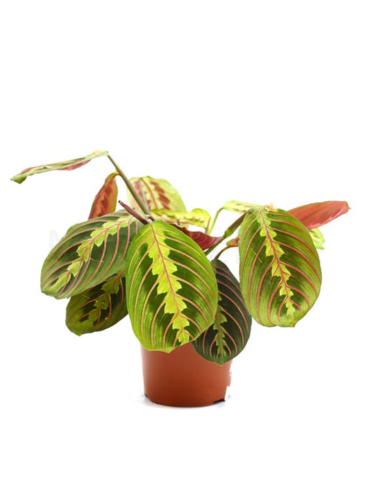 Maranta 12 cms pots