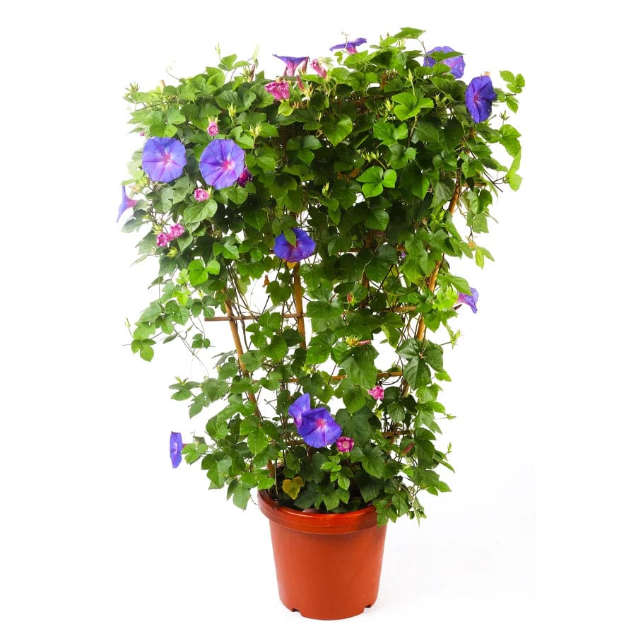 Ipomea Blue  30 cms pots