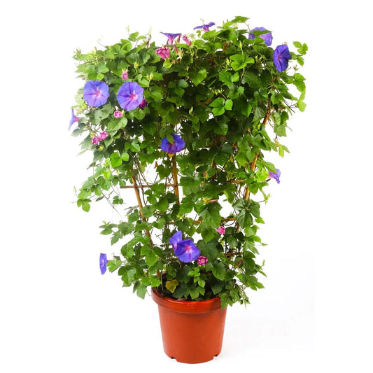 Ipomea Blue  30 cms pots