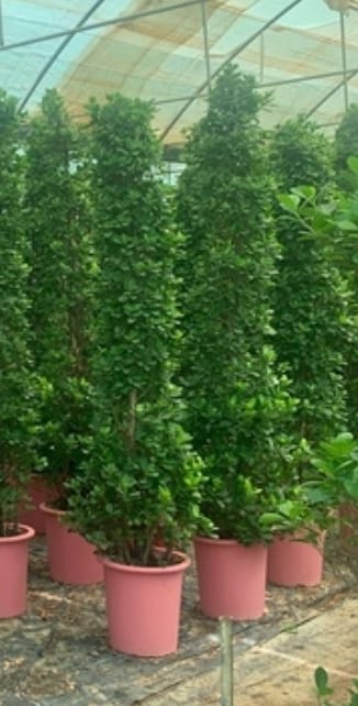 ficus panda 35 cms pots + 200cms height