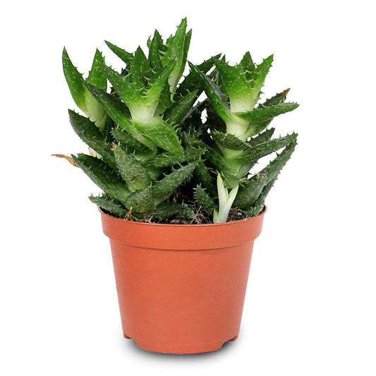 Aloe squarrosa  12 cms pots