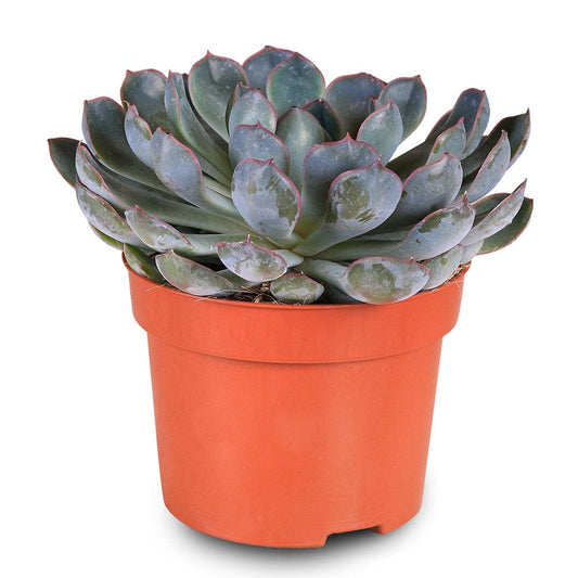 Echeveria pulidonis  12 cms pots