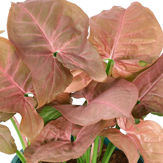 Syngonium 12 cms pots