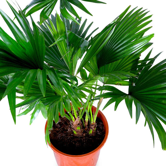 LIVISTONIA PLANT 12 cms pots