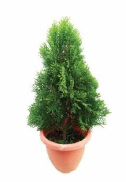 Thuja Orientalis 30 cms pots + 100 cms height