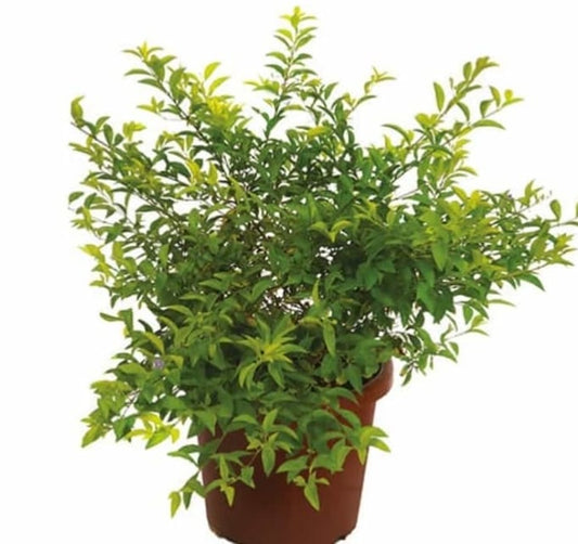 Duranta Yellow 30 cms pots