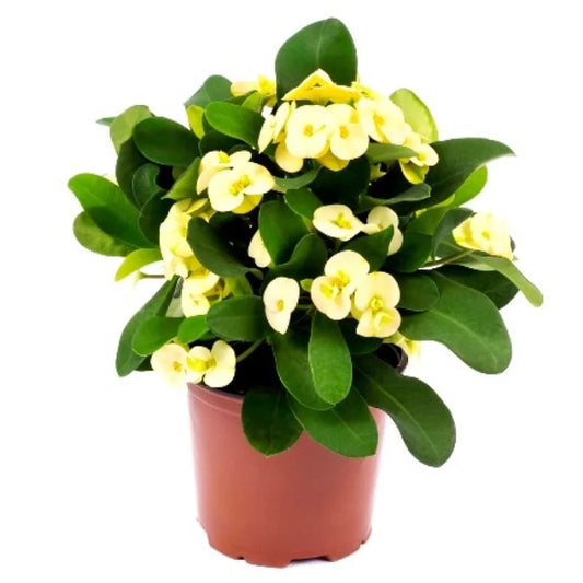 Euphorbia Milii  27 cms pots