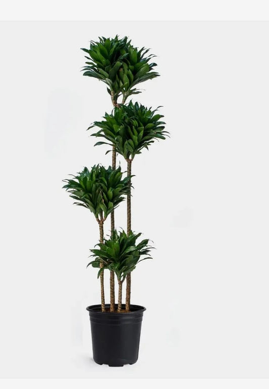 Dracaena compacta 27 cms pots + 200 cms height