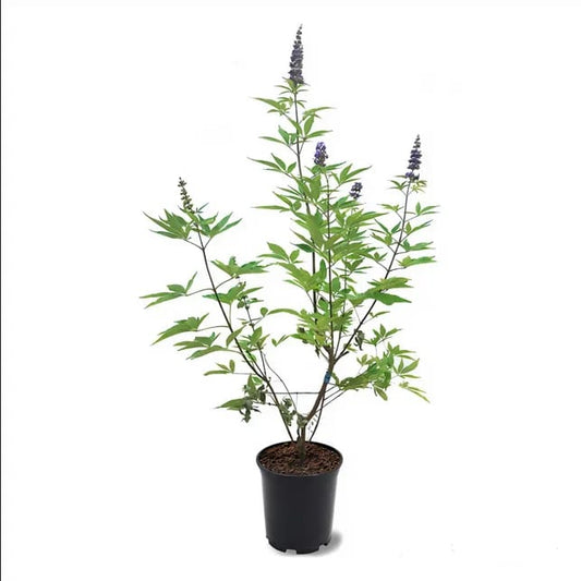 Vitex agnus 14 cms pots + 70 cms height