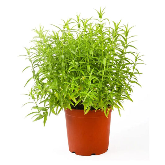 Basil 14 cms pots