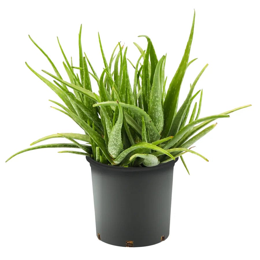 Aloe Vera 25 cms pots