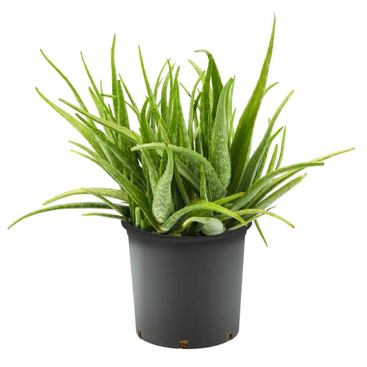 Aloe Vera 25 cms pots