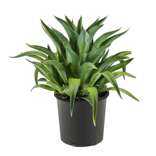 Lotus Cactus 30cm pots