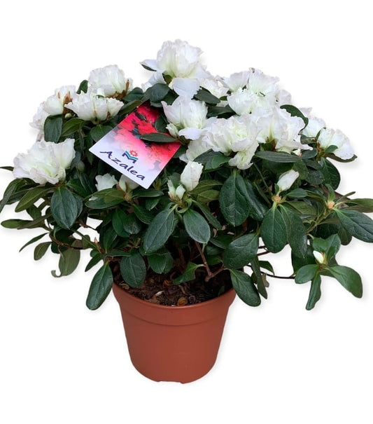 Rhododendron   14 cms pots