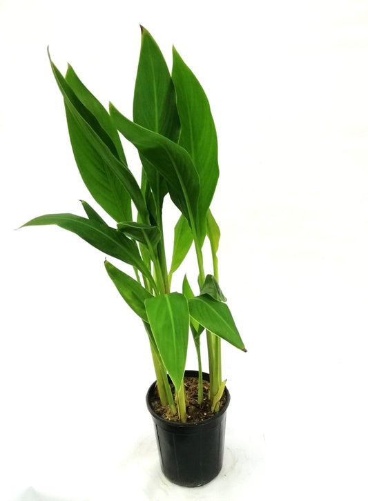 Canna Indica  25 cms pots