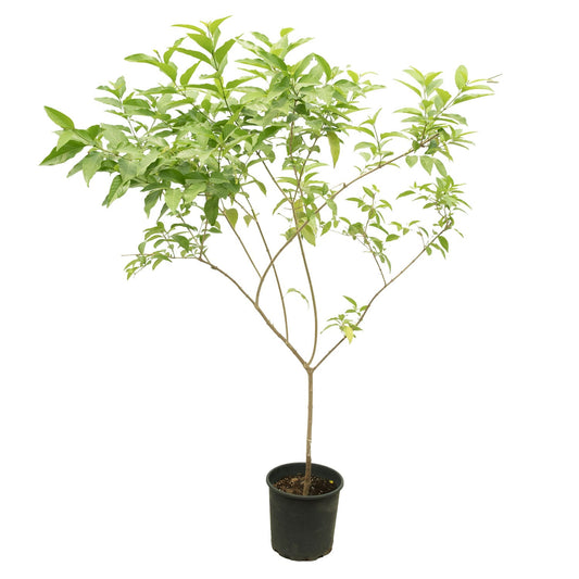 Cestrum diurnum 30 cms pots + 130 cms height