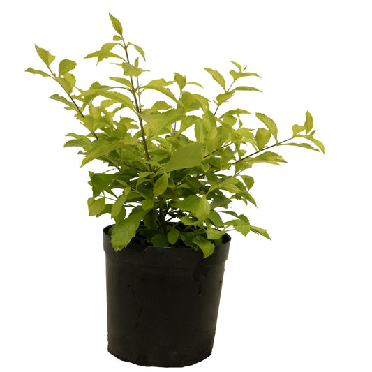 Duranta  14 cms pots