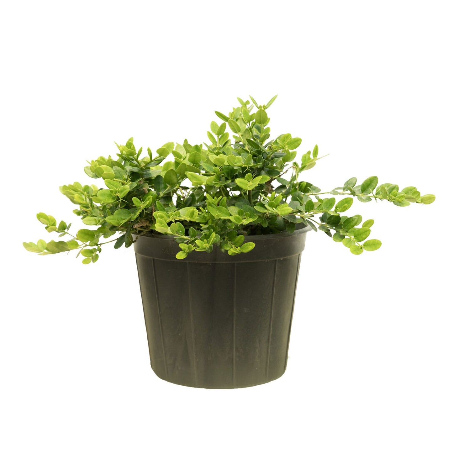 Carissa Macrocarpa 25 cms pots