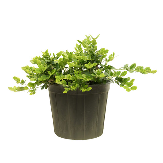 Carissa Macrocarpa 25 cms pots