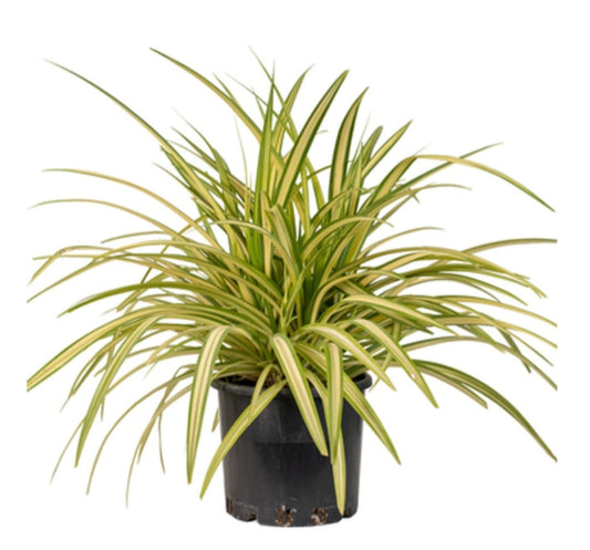 Pandanus 25 cms pots