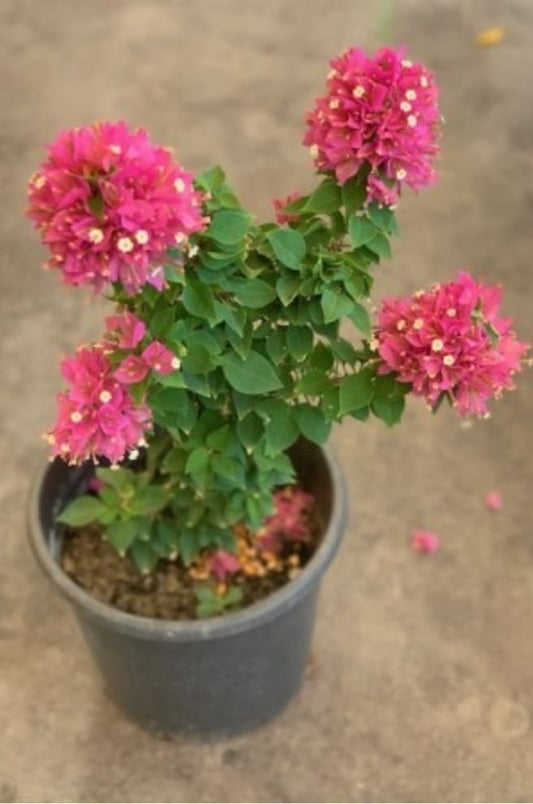 Bougainvillea pink  25 cms pots