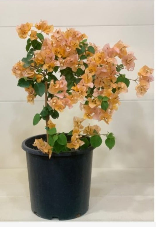Bougainvillea orange 25 cms pots