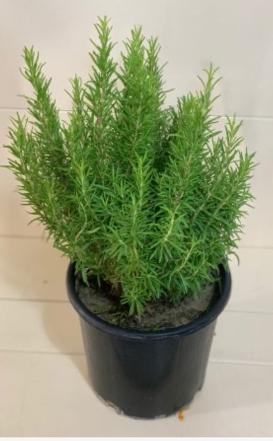 Rosemary 25 cms pots
