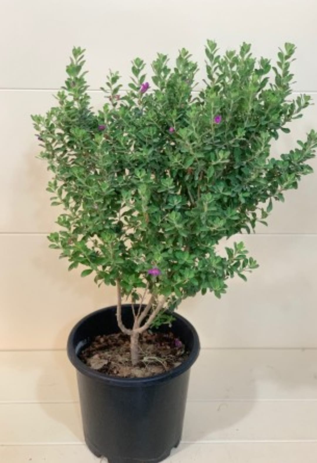 Leucophyllum 25 cms pots + 60 cms height