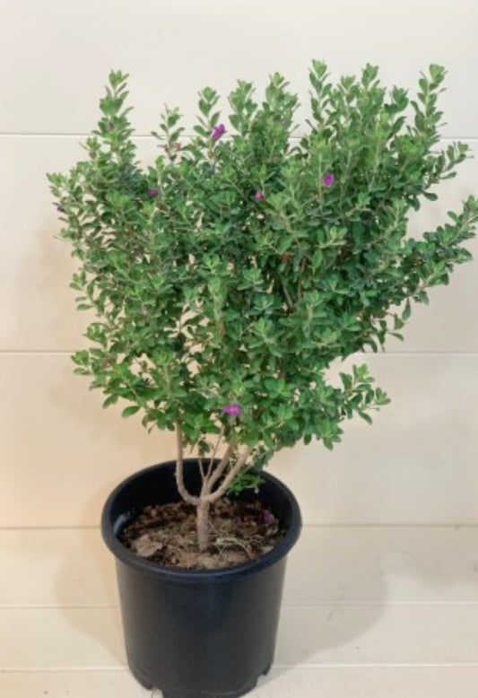 Leucophyllum 25 cms pots + 60 cms height