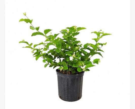 Jasminum sambac 25 cms pots